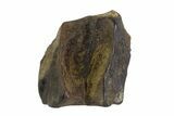 Triceratops Shed Tooth - Montana #93134-1